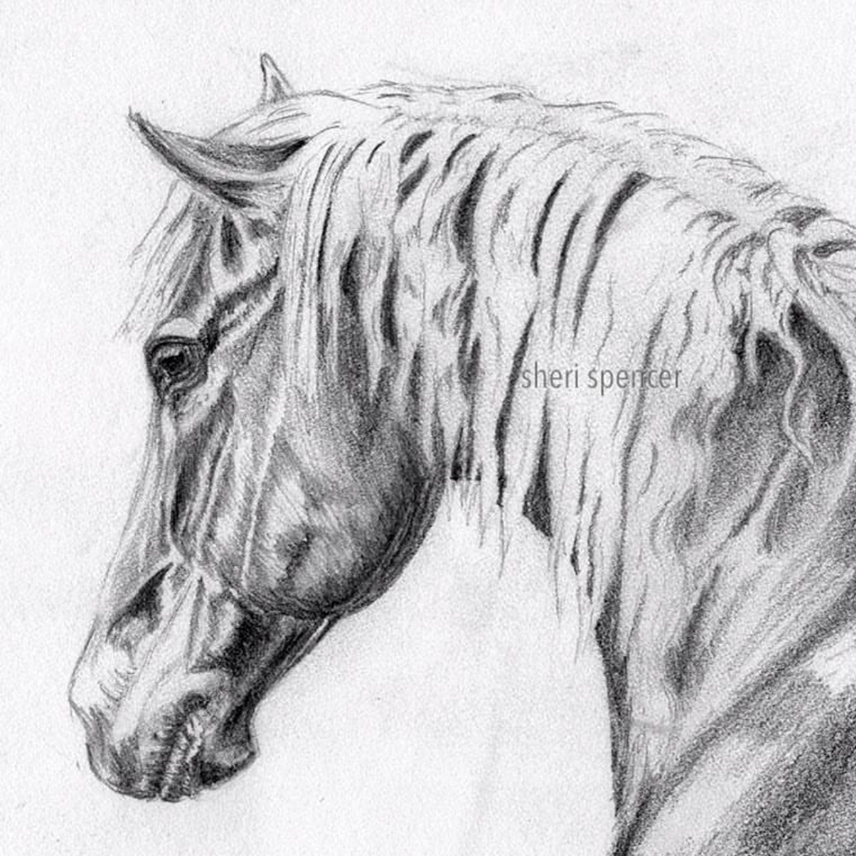 Animal Portraits